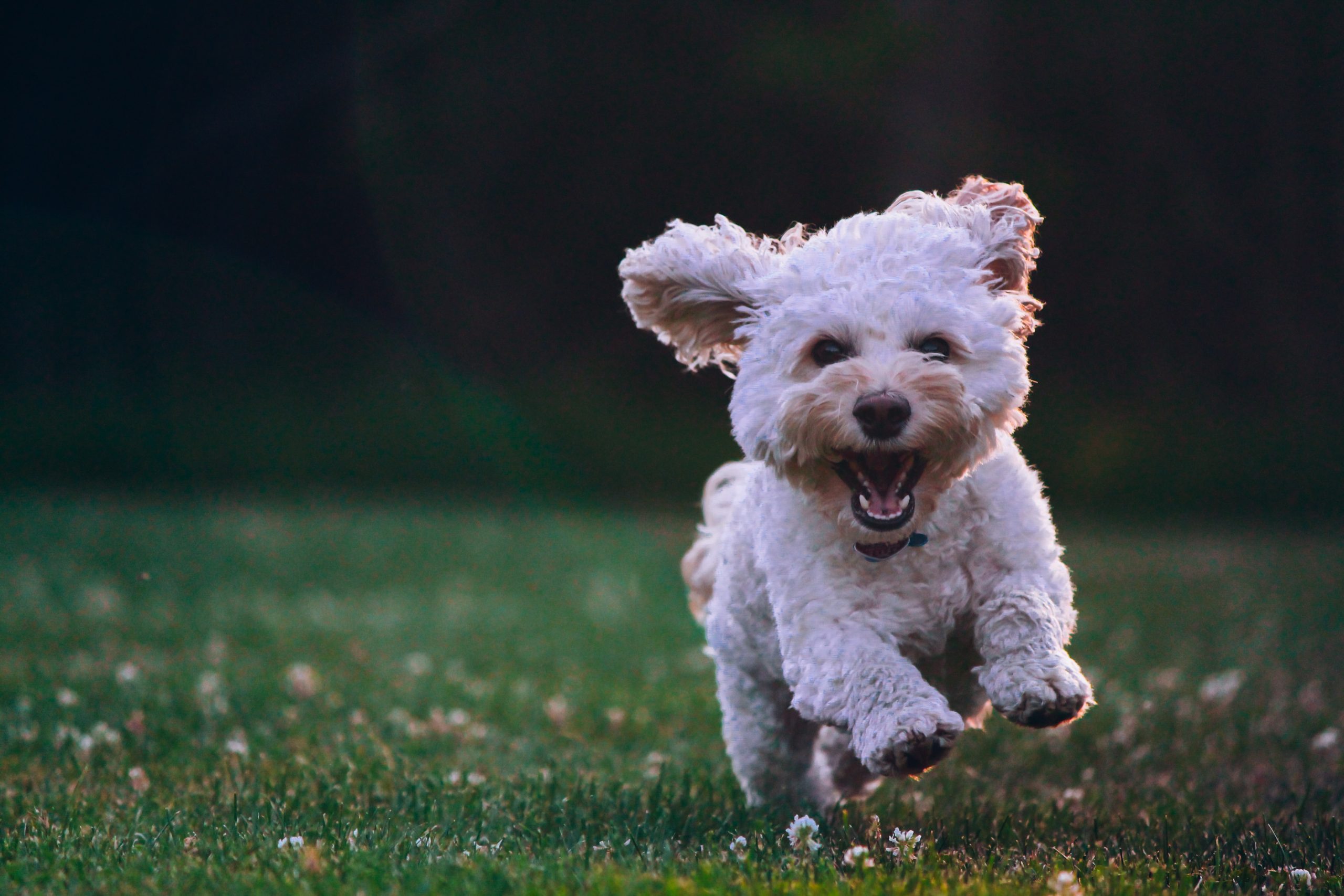 Dos and Dont’s: Running with Your Dog