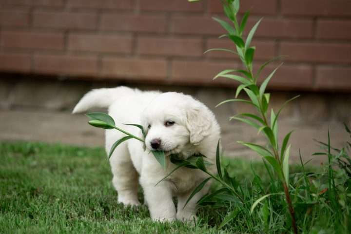 Dog eating plant