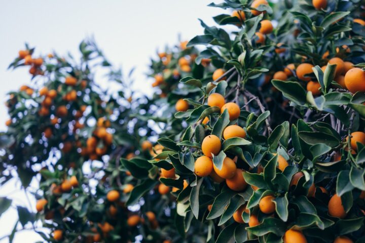Fruit Trees